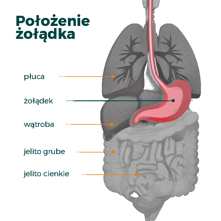 infografika_polozenie_zoladka
